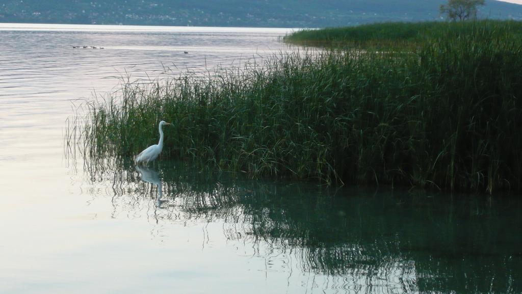 Aranyhid Hotel Balatonboglár Zewnętrze zdjęcie